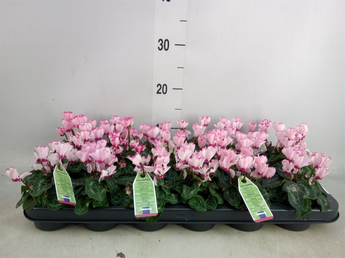 <h4>Cyclamen KL 'Verano Victoria'</h4>