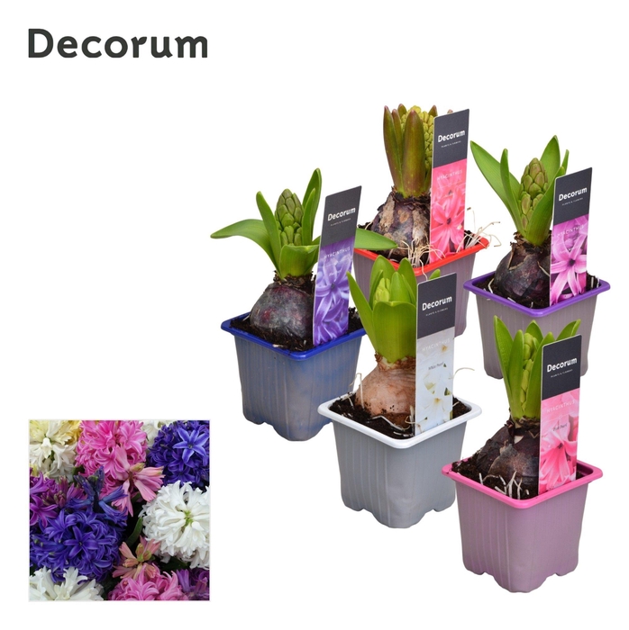<h4>Hyacint Gemengd met etiket 5 a 6 Kleuren</h4>
