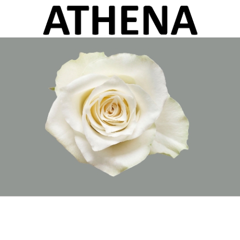 R GR ATHENA Boxes (S)