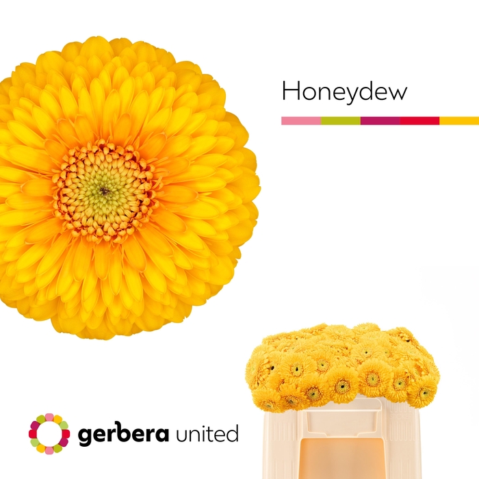 <h4>GE MB POM HONEYDEW</h4>