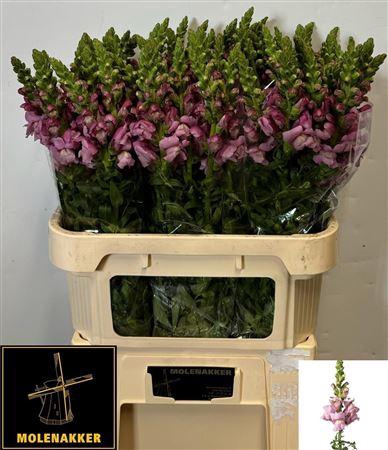 <h4>Antirrhinum Mary Lavender</h4>