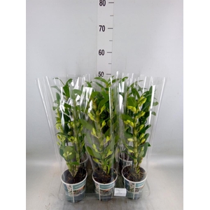 Dendrobium nob. 'StarCla Apollon'