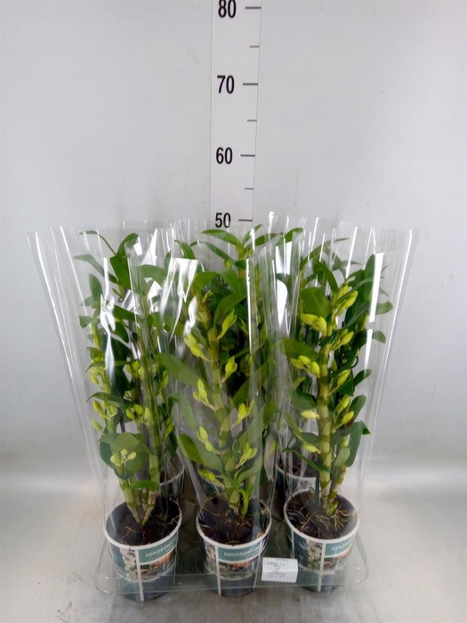 <h4>Dendrobium nob. 'StarCla Apollon'</h4>