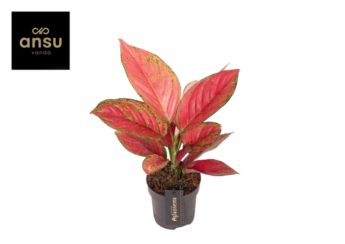 Aglaonema overig
