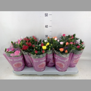 Rosa  'Beau Monde'   ...mix 7