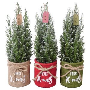 PTK25144 Ellwoodii met sneeuw in jute mix met decoratie