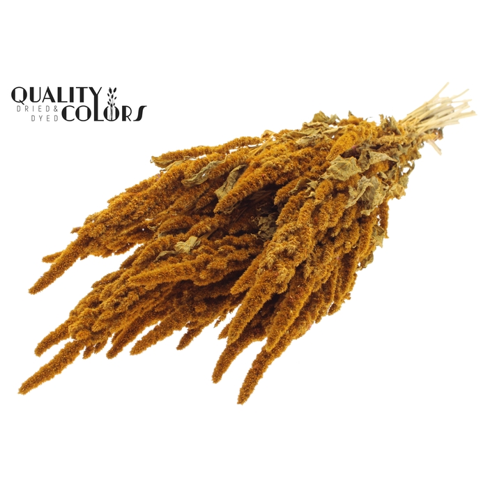 <h4>Amaranthus per bunch Apricot</h4>