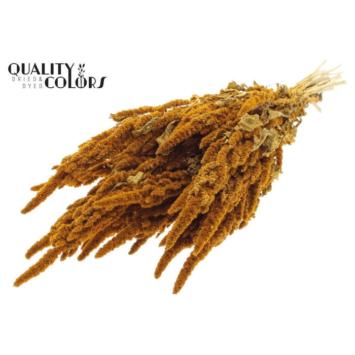 <h4>Amaranthus per bunch Apricot</h4>