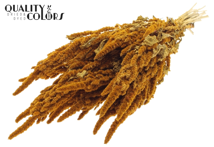 <h4>Amaranthus per bunch Apricot</h4>
