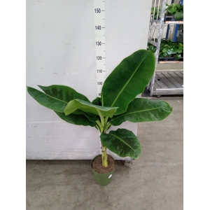 Musa  'Dwarf Cavendish'