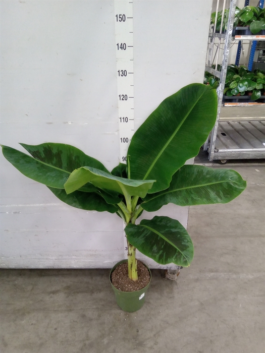 <h4>Musa  'Dwarf Cavendish'</h4>