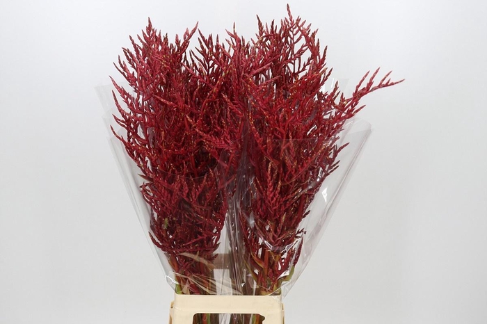 <h4>BROMELIABLOEM</h4>