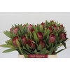 Protea Robijn