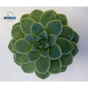 Echeveria Albicans Cutflower