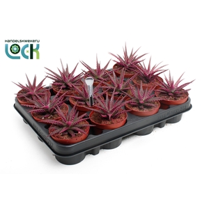 Haworthia Big Band Makeupz Roze