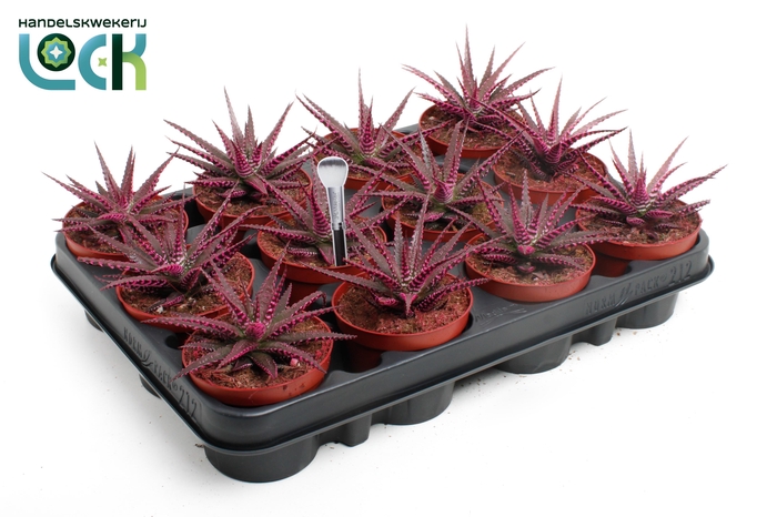 <h4>Haworthia Big Band Makeupz Roze</h4>