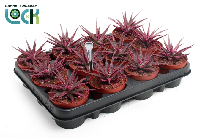 <h4>Haworthia Big Band Makeupz Roze</h4>