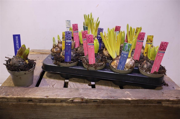 <h4>arr8 Bolbloemen Gem</h4>