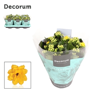 Kalanchoe Decorum - Yellow