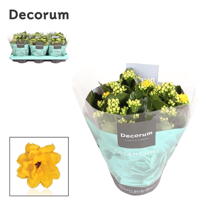 <h4>Kalanchoe Decorum - Yellow</h4>