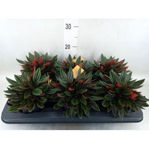 Peperomia caperata 'Rosso'