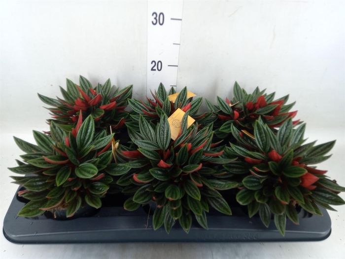 <h4>Peperomia caperata 'Rosso'</h4>