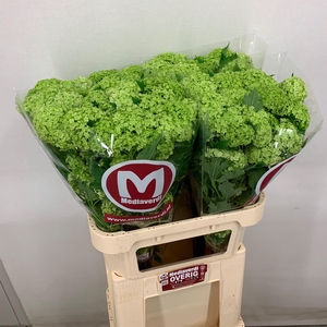 Viburnum L.80 2-4 flowers