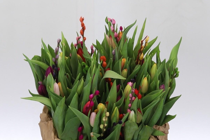 BQ Tulp Salix Mix