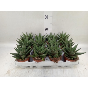 xGasterhaworthia  'Royal Highness'