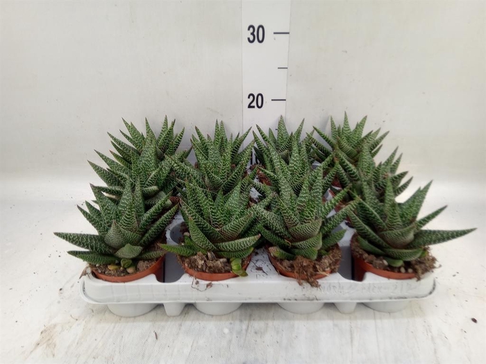 <h4>xGasterhaworthia  'Royal Highness'</h4>