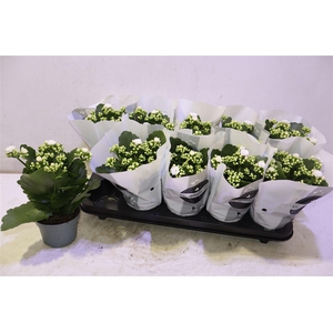 arr8 Kalan White