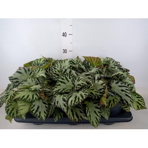 Begonia BD 'Silver Jewell'