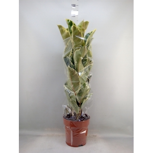 Ficus elastica 'Tineke'