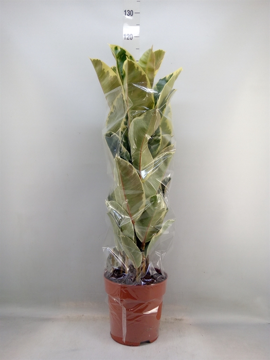 <h4>Ficus elastica 'Tineke'</h4>