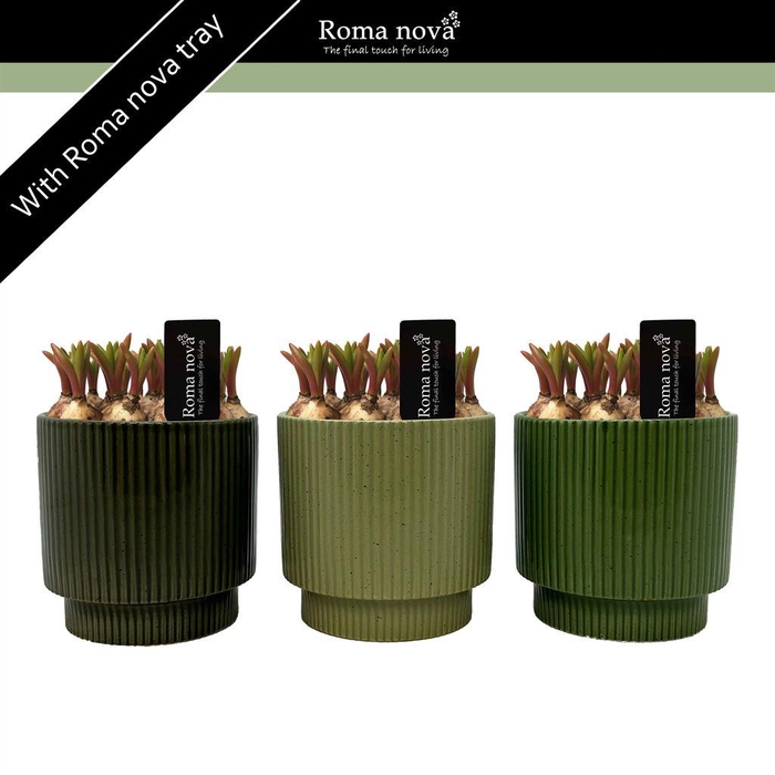 <h4>Arr. Muscari L%</h4>