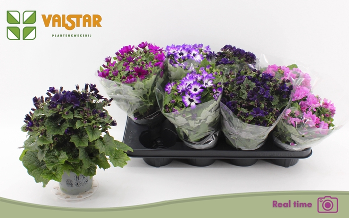 <h4>PERI C MAN GEM</h4>