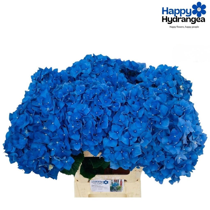 <h4>Hydrangea pimpernel</h4>