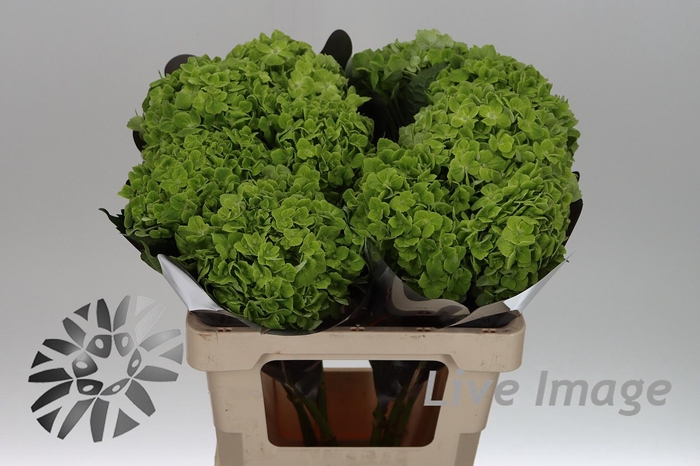 <h4>Hydrangea green</h4>