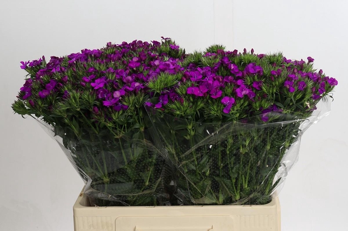 <h4>Dianthus Br Amazon Neon Purple</h4>