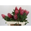 Protea Cynaroides Madiba