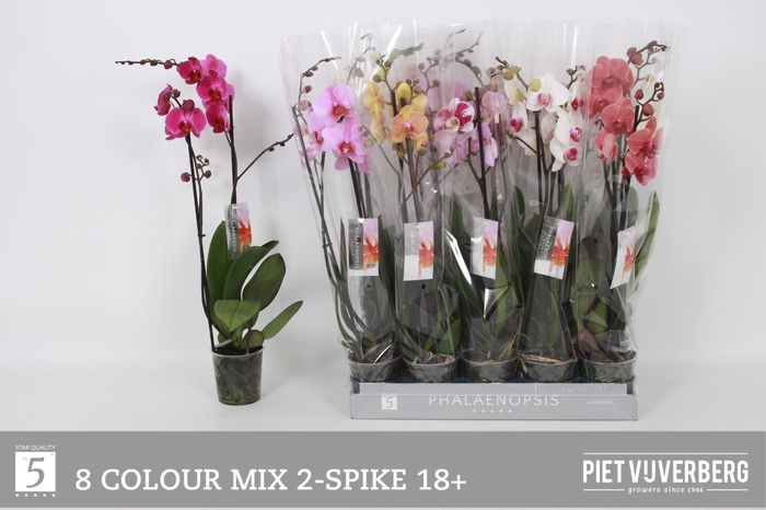 <h4>PHAL GEM 8 KL</h4>