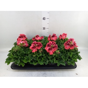 Pelargonium gran.   ..