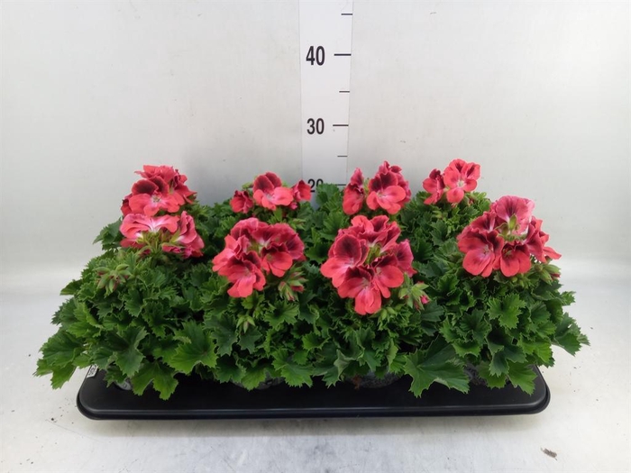 <h4>Pelargonium gran.   ..</h4>