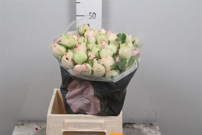 <h4>Ran Su Grand Pastel</h4>