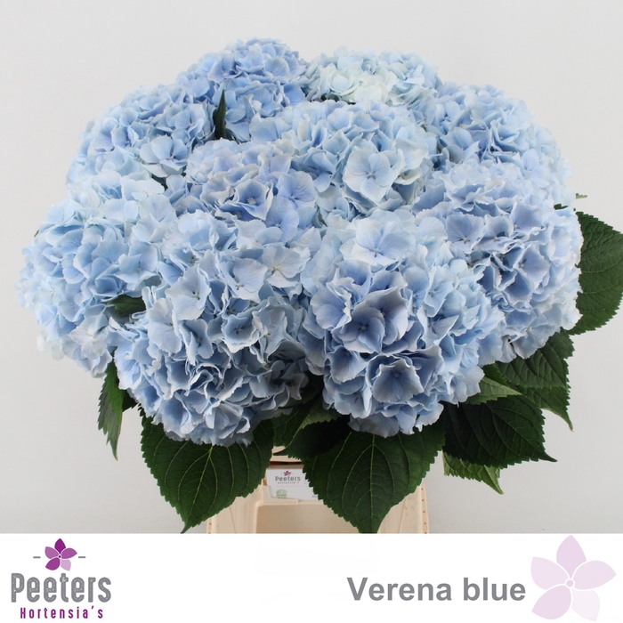 <h4>HYDR M CH VERENA BL</h4>