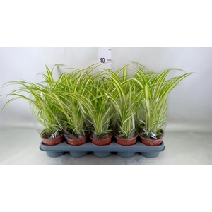 Chlorophytum com. 'Variegatum'