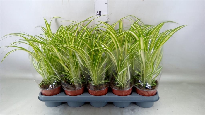 <h4>Chlorophytum com. 'Variegatum'</h4>