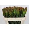 Leucadendron Laurel Yellow
