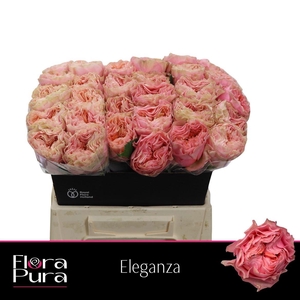 R GR ELEGANZA