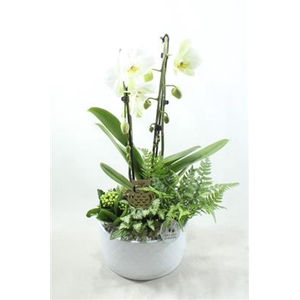 1010 WHITE IZABELLE